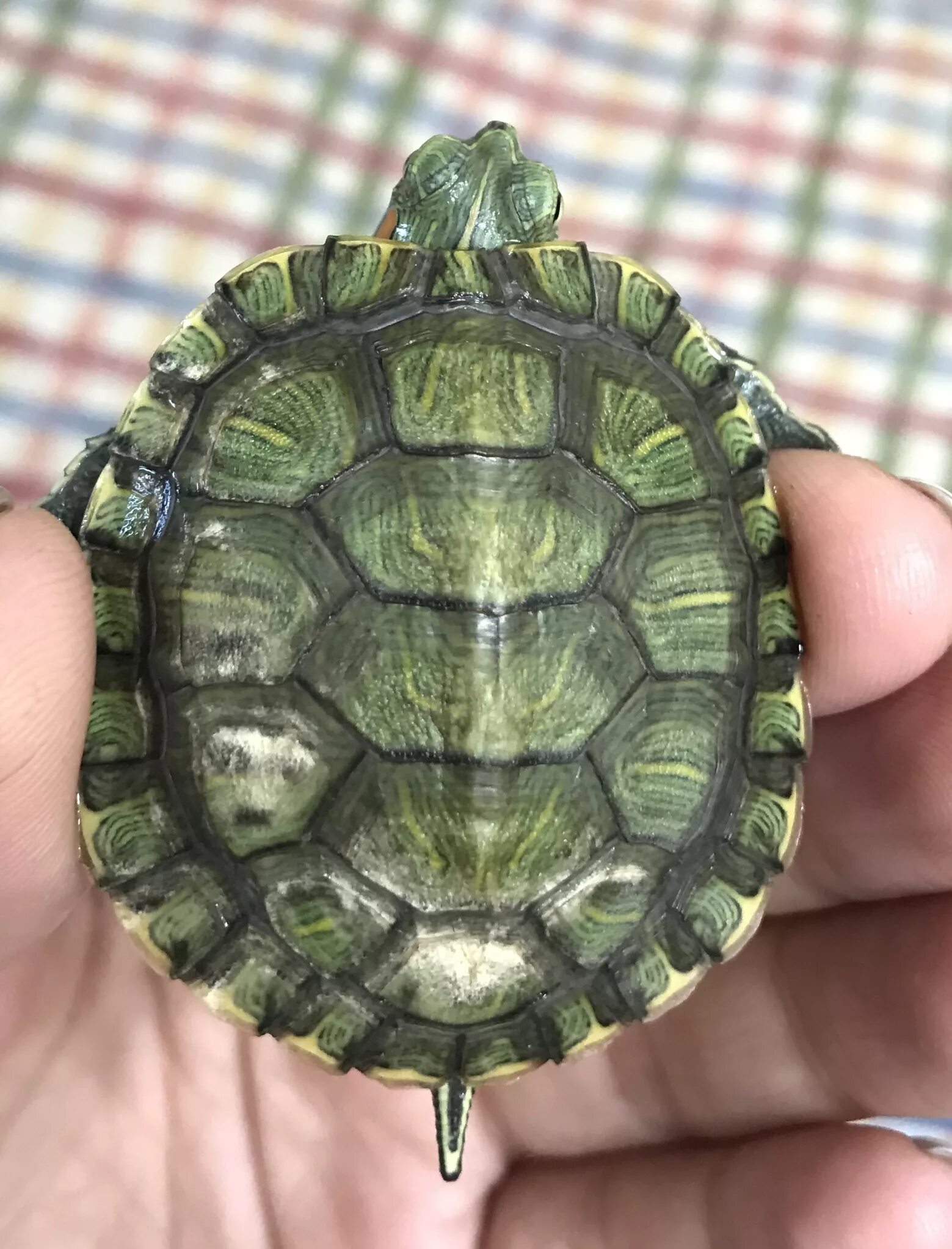 Здоровый панцирь красноухой черепахи. Карапакс у черепахи. Панцирь красноухой черепахи. Панцирь красноухой черепахи. Карапакс у черепахи.