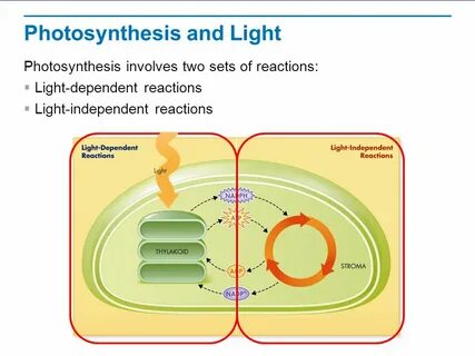 Photosynthesis