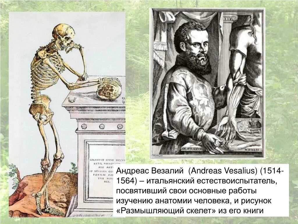 Везалий достижения. Везалий (1514-1564). архимед андреас везалий (1514-1564). андреас везалий анатомия презентация. андреас везалий основоположник научной анатомии.
