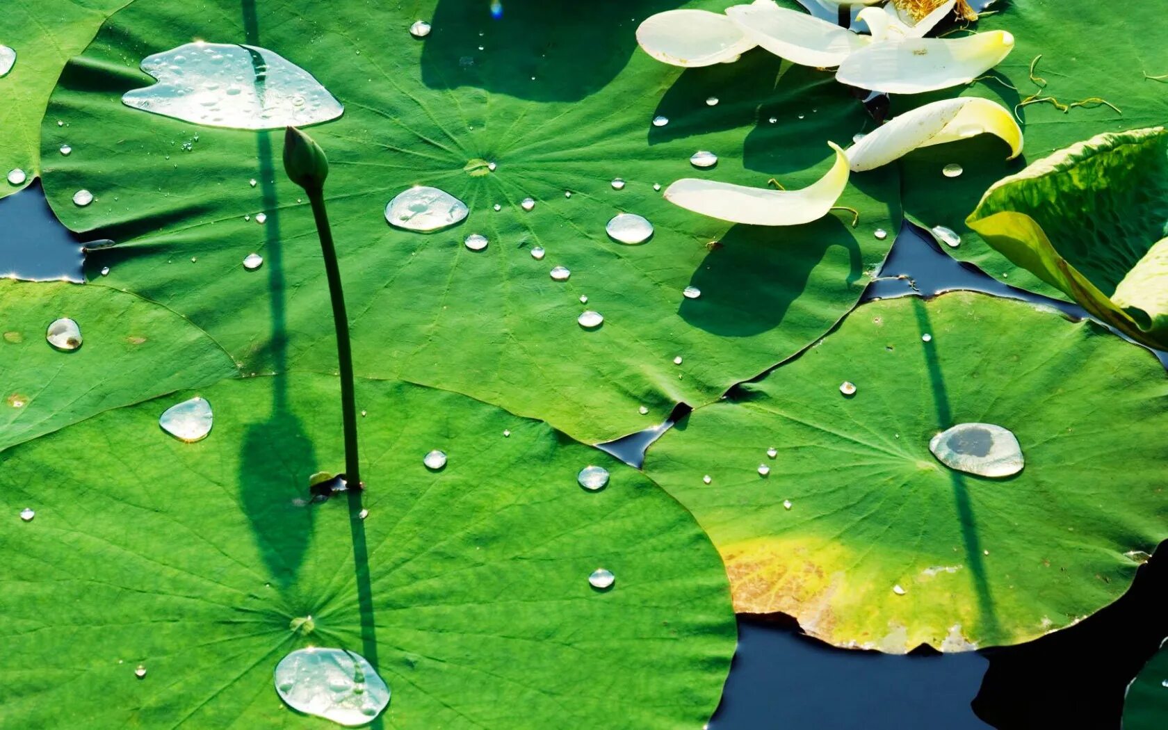 Большие листья на воде. Устьица у кувшинки. Лист кувшинки. Кувшинка зеленая. Листья лотоса.