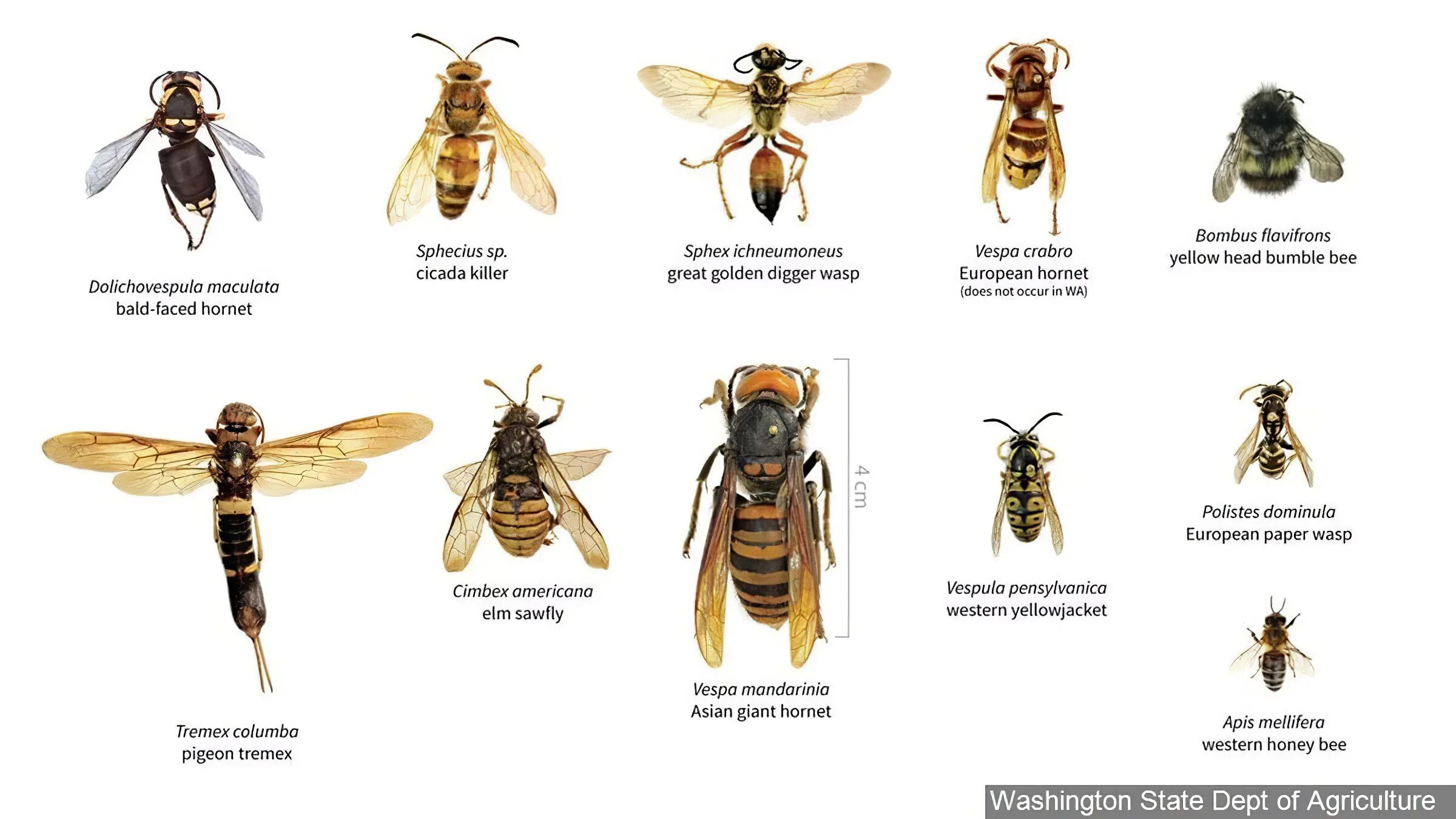 Wasp на русском. Желтая оса маврикий шершень. шершни / yellowjackets. матка осы и шершень. wasp vs hornet.
