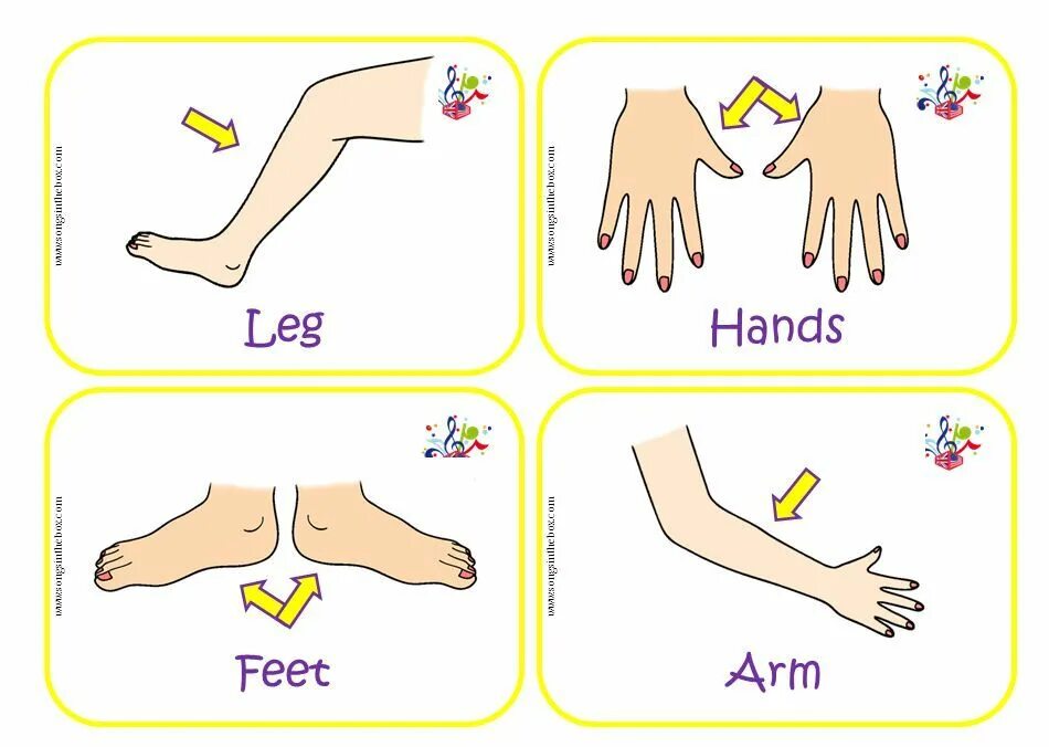 Toes перевод на русский язык с английского. Point your feet. Head shoulders knees. Toes рисунок. Point your toes.