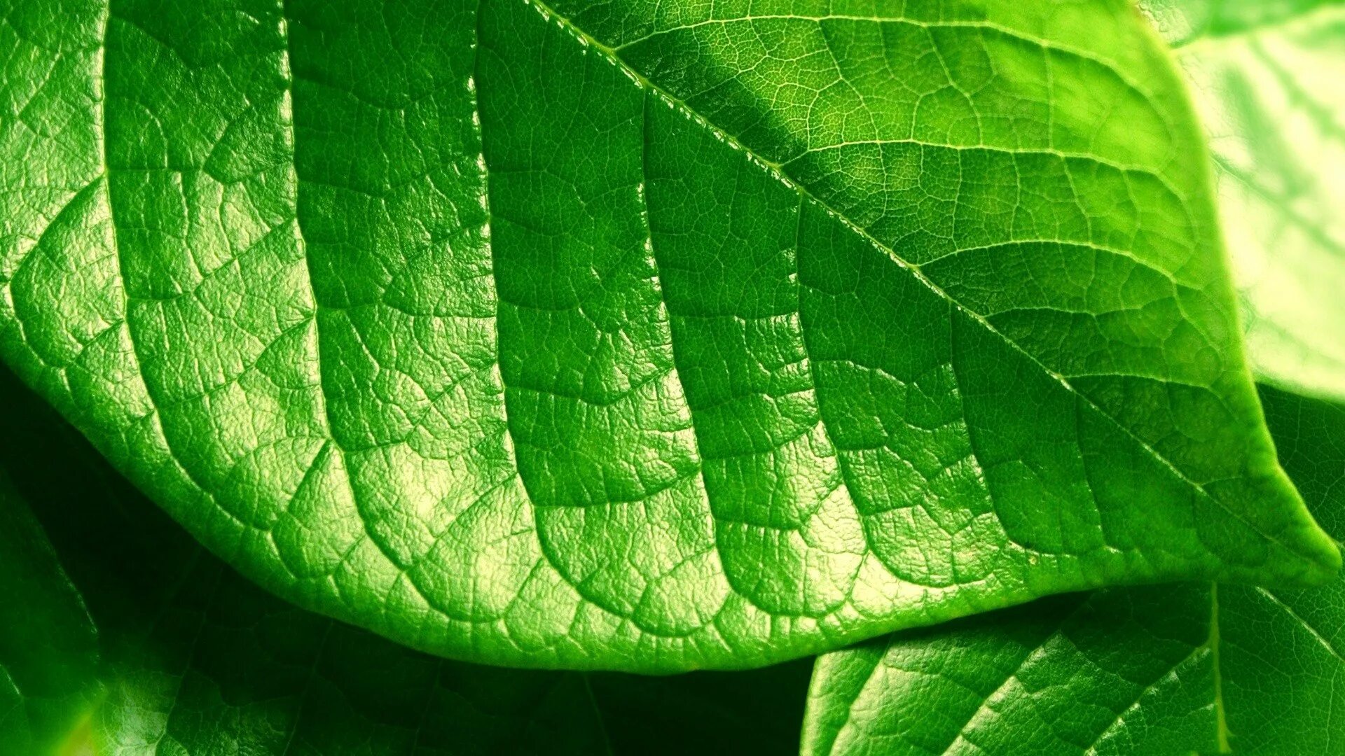 Цвет зеленый лист. Хлорофилл зеленый лист. Листья растений. Обои на рабочий стол зеленые листья. Листья макро.
