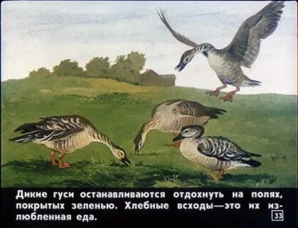 Дикие гуси читать полностью