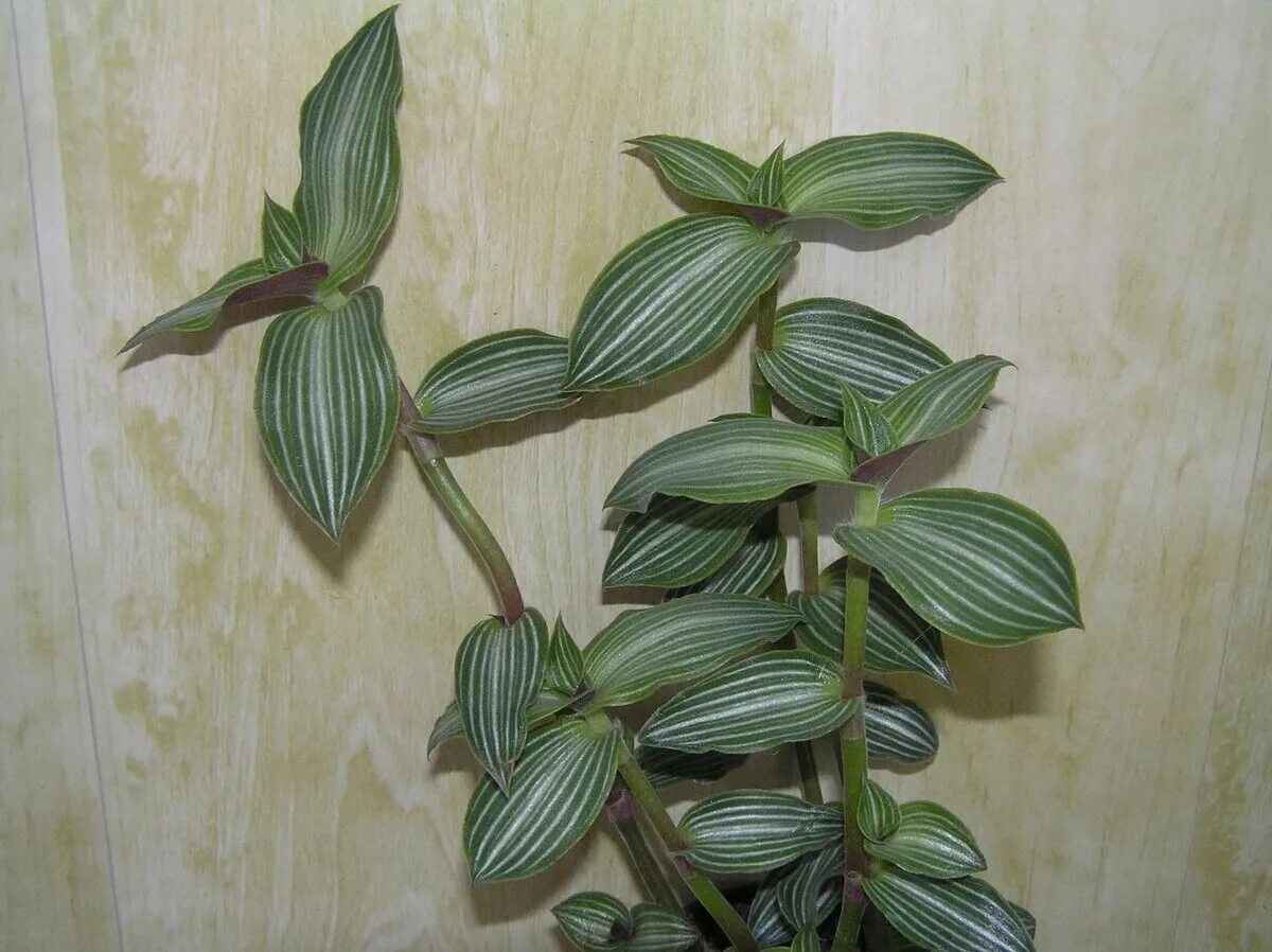 Каллизия изящная callisia elegans. Традесканция сеткреазия. Традесканция каллизия изящная. Традесканция нанук. Традесканция элеганс.