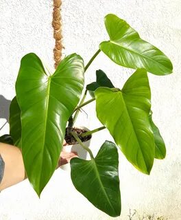 Philodendron sagittifolium RARE climbing Aroid Etsy.