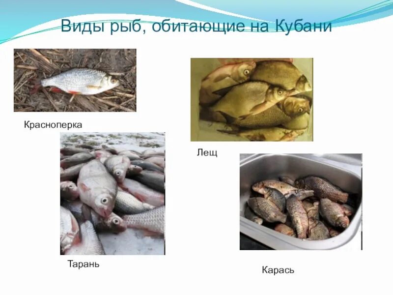 Рыба в Кубани виды. Речные рыбы Кубани. Какая рыба водится в Кубани. Какие виды рыб водятся на Кубани.