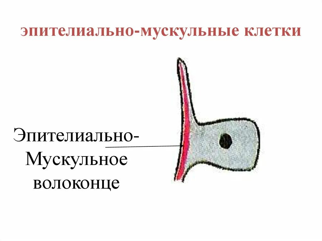 Кожно мускульные клетки