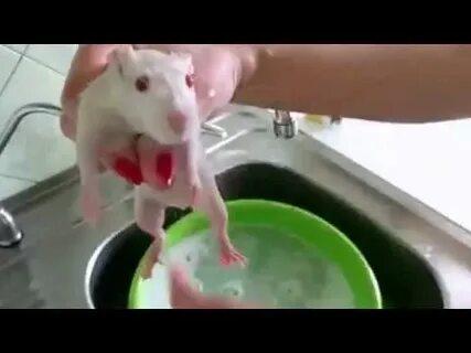 Можно ли купать крыс
