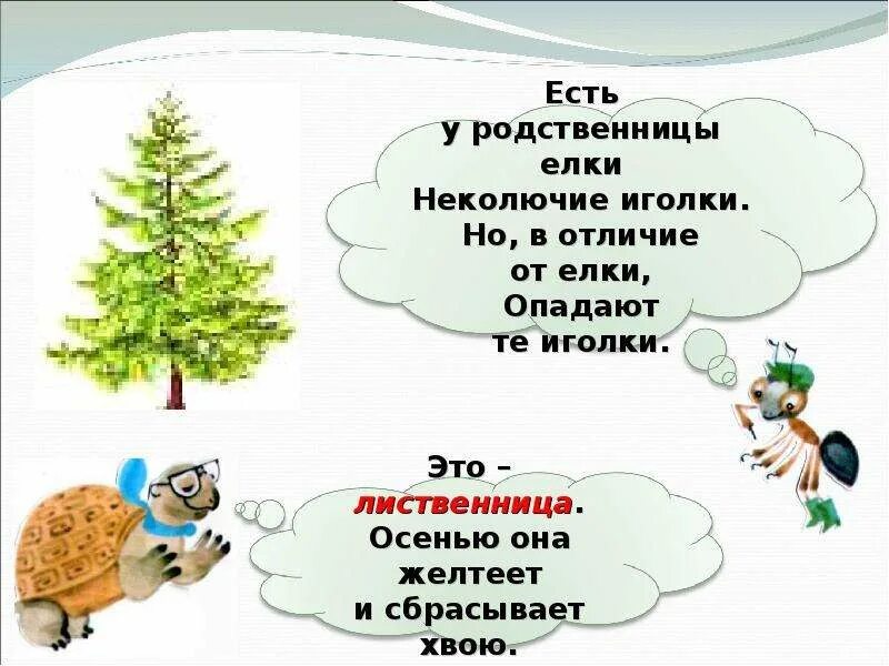 1 кл что такое хвоинки. Что такое хвоинки. что такое хвоинки презентация. что такое хвоинки 1 класс презентация.