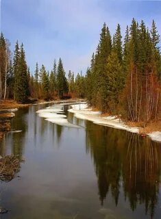 Лесной берег железногорск