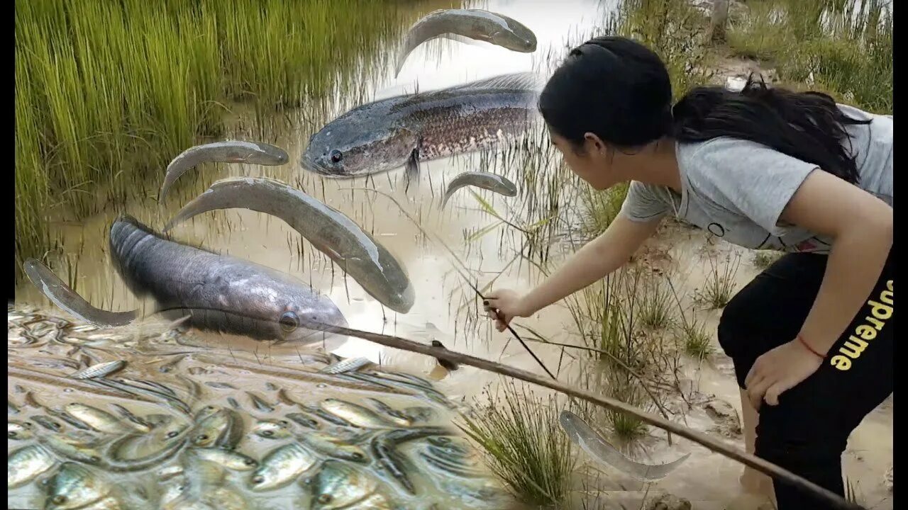 Рыбалка улов. Ловить рыбу. Рыба пойманная на крючок. Рыбалка летом. Легко поймать рыбу.