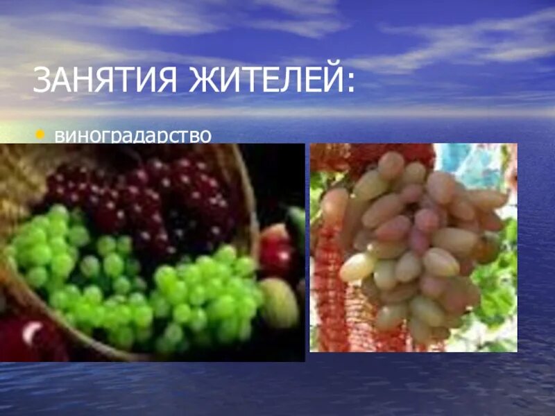 Занятия жителей колоний 5 класс кубановедение. Презентация тема виноградарство. виноградарство проект. основные занятия жителей кубани.