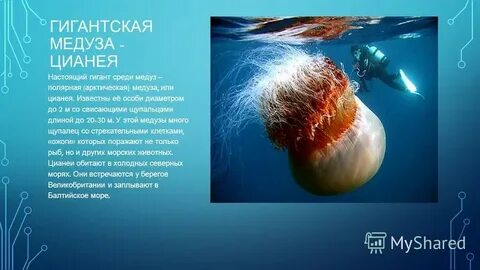 Медуза список артистов