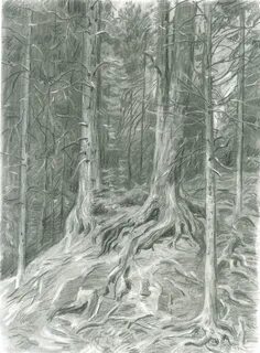 Карандашик корень