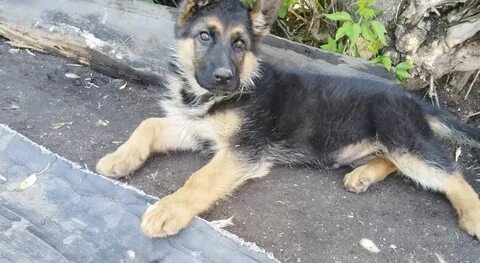 Сексуалды Playboy көрші