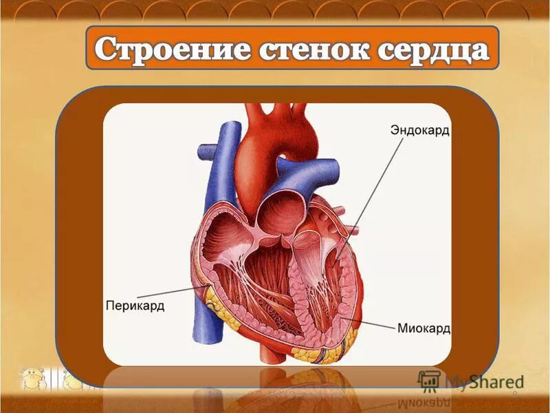 Расширенные стенки сердца. Расширенные стенки сердца. Расширенные стенки сердца. Обструктивная гипертрофическая кардиомиопатия. Расширенные стенки сердца.