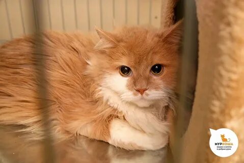 Приют рыжа