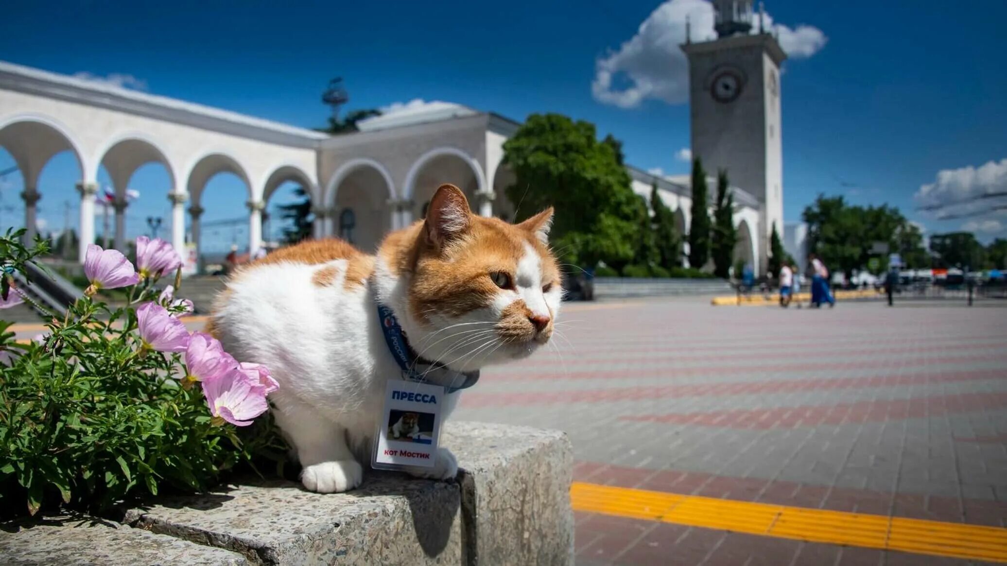 Симферополь за 1 день. Кот мостик. Кот мостик в Крыму. Симферополь. Кот мостик на мосту.