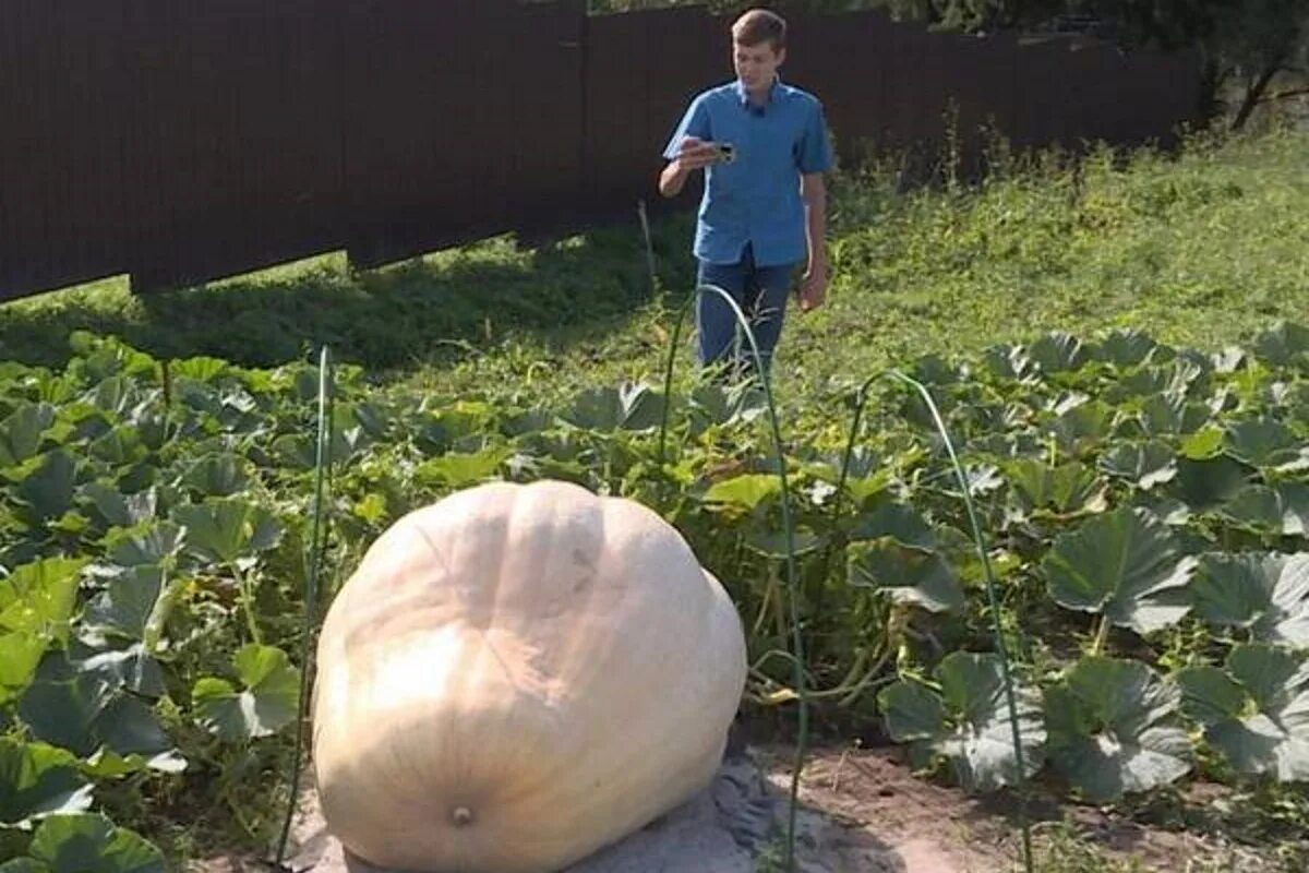 Самая большая тыква. Самая крупная тыква. Самая большая тыква в мире. Тыква гигантская. Наш сосед вырастил огромную тыкву