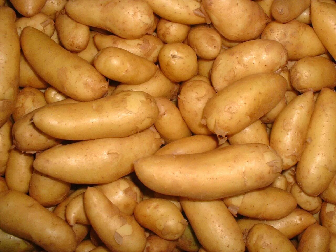 Где купить семенную. Сорт картофеля"Бабан". Продолговатые сорта картофеля. Картофель сорт Ратт. Картофель сорта Лизетта.