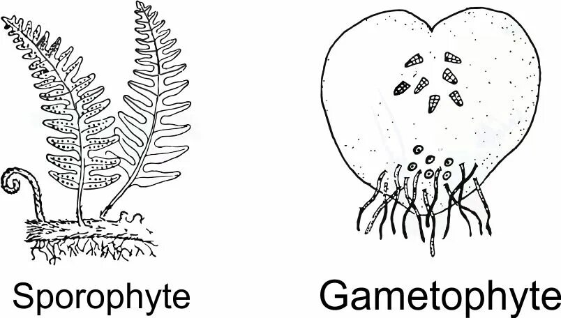 Гаметофит живет отдельно от спорофита