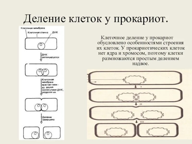 Деление клеток прокариот