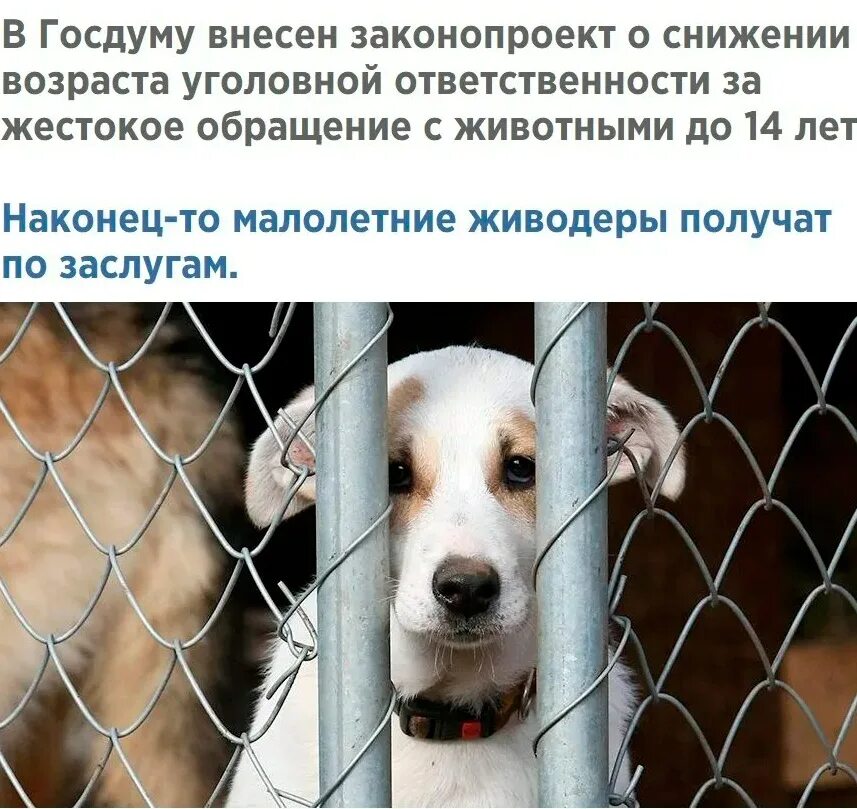 Статья за издевательства животных. Уголовная ответственность за жестокое обращение с животными. лишение свободы за жестокое обращение с животными. статья за жестокое обращение с животными в рф. обращение к животным в приютах.