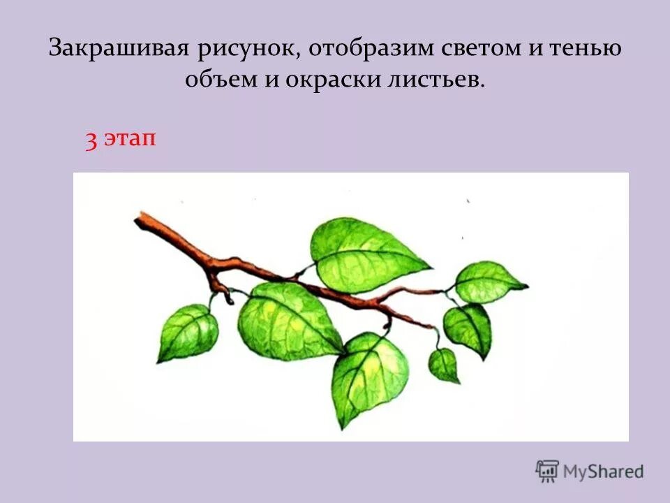 Зелёную окраску листьев определяют. Сбор воды с ветки дерева. Окраска листьев на латинском. Волчковая ветвь рисунок.