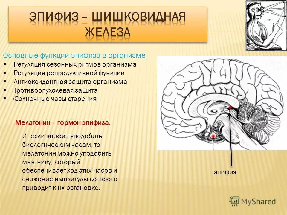 Шишковидная железа. Эпифиз строение функции гормоны. Эпифиз головного мозга анатомия. Функция эпифиза в головном мозге. Функции шишковидной железы головного мозга.