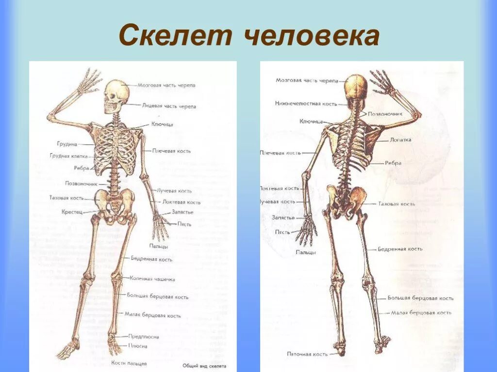 Скелет человека с названием костей 4 класс. Строение скелета человека схема. Скелет человека 8 класс биология. Строение скелета биология. Строение скелета человека 9 класс.