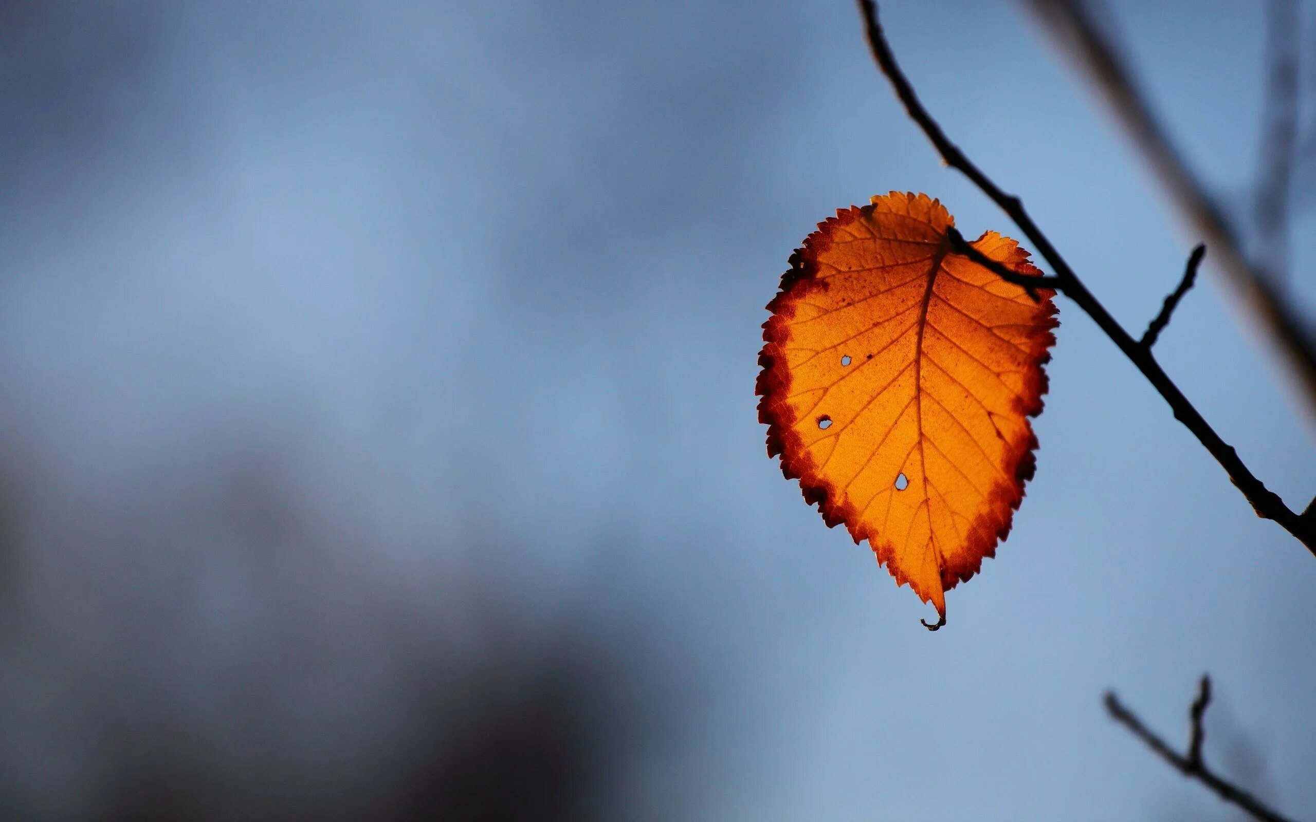 Осенний листок. Осенние листья на ветру. Осенний лист последней. Последний осенний лист. Осень листья.