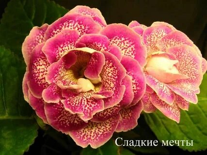 Глоксиния желтеет
