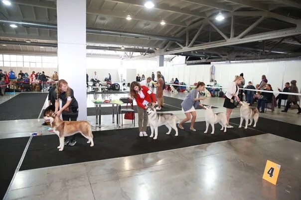Выставка собак Новокузнецк 2023. На выставке собак. Выставка собак всех пород. Евразия 2023 выставка собак.