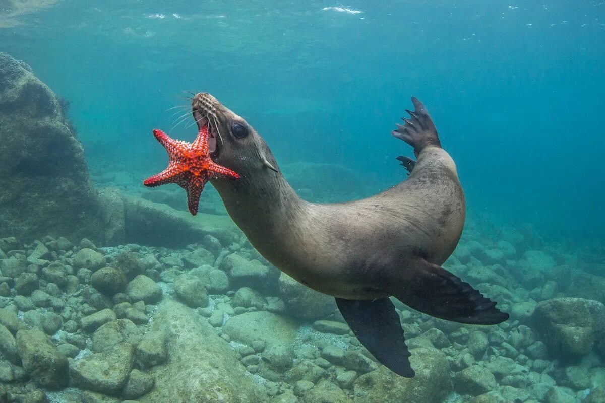 Звери под водой. Мурена Занзибар. Морские обитатели. Водные животные. Подводные животные.