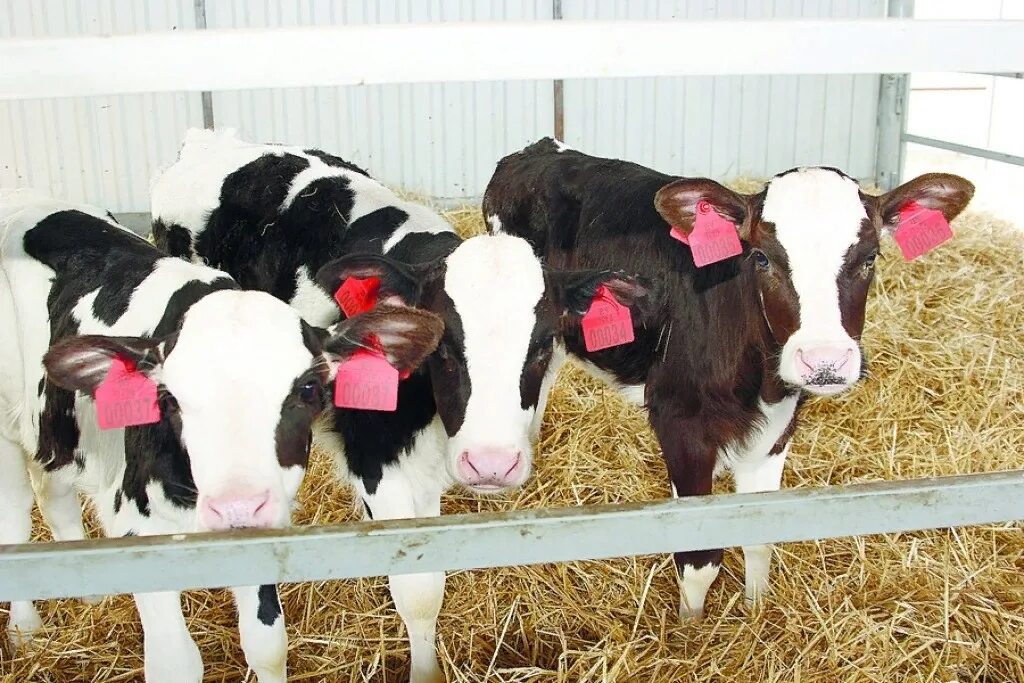 Селекция в животноводстве крс. Селекция сельскохозяйственных животных. Плюшевые безрогие коровы из айовы. Молодняк крс. Создание новых пород сельскохозяйственных животных.