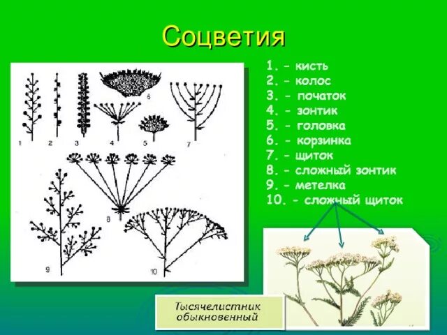 Соцветия кисть головка метелка. Строение соцветия щиток. Тысячелистник обыкновенный соцветие. Схема соцветия тысячелистника. Строение тысячелистника обыкновенного схема.