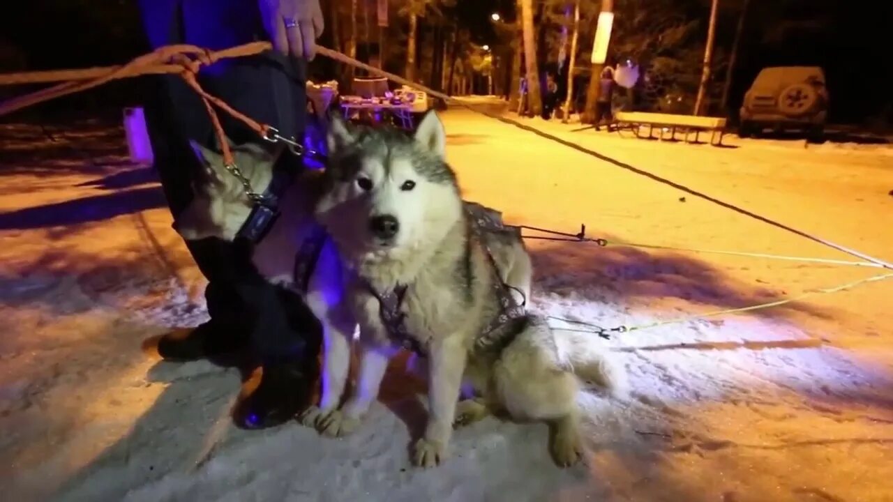 Хаски снимают. Фотосессия для хаски в щёкино в джипе. Хаски в школе. Объятия с хаски. Викинг обнимает хаски.