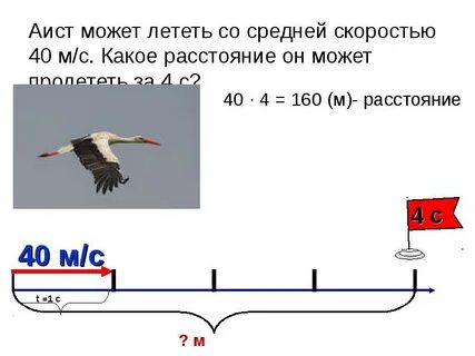 Сколько метров пролетела муха со скоростью 5