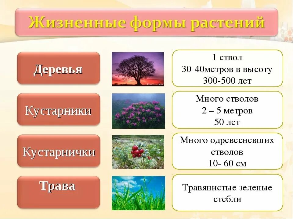 Четыре условия для жизни растений. Жизненные формы )травы, кустарнички, кустарники, деревья). жизненные формы растений деревья травы кустарники кустарнички. жизненные формы цветковых растений таблица примеры. жизненная форма растений примеры растений таблица.