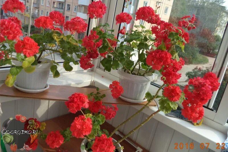 Полив пеларгонии. Герань как ухаживать. Как ухаживать за геранью. Полив герани зимой. Герань зимующая.