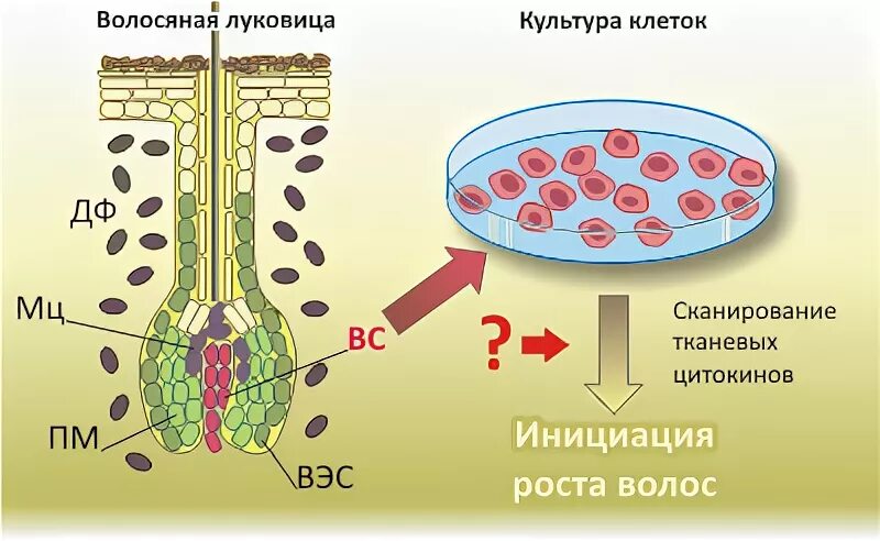 Клетки волосяного сосочка. Клетки волосяного фолликула. Стволовые клетки волосяного фолликула.