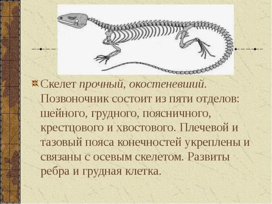 Хвостовой отдел пресмыкающихся. Отделы позвоночника пресмыкающихся. Скелет пресмыкающихся. Скелет пресмыкю. Строение скелета рептилий.