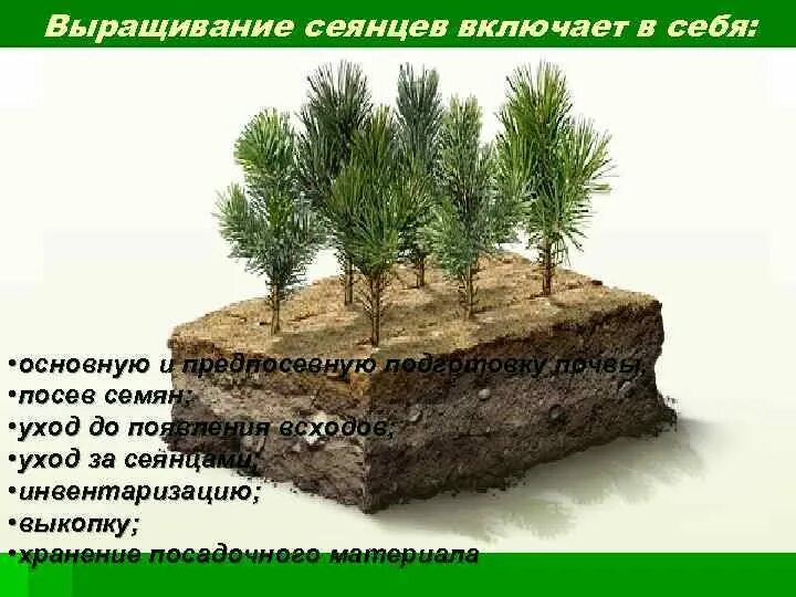 Посев семян хвойных пород необходимо проводить. Саженцев сосны с закрытой корневой системой. Сеянцы сосны и ели с закрытой корневой системой. Сеянцы для сеянцев хвойных. Сеянцы и саженцы древесных пород.