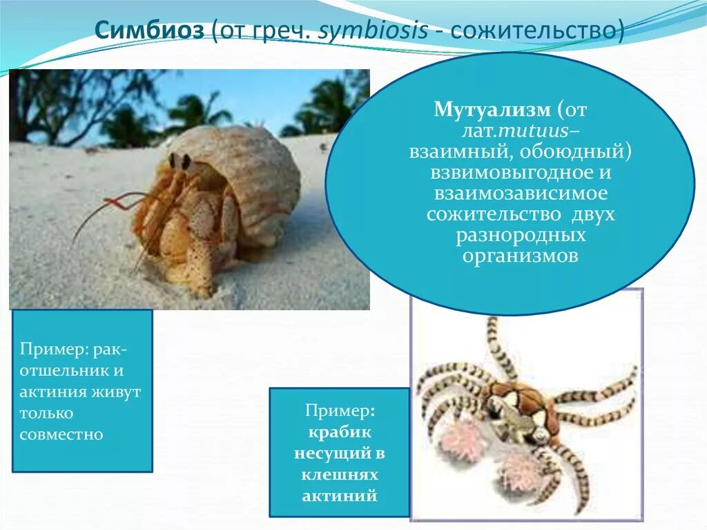 Симбиоз. Примеры симбиоза в природе. Симбиоз примеры организмов. Симбиоз сожительство.