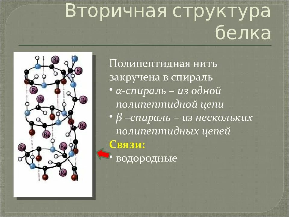 Несколько полипептидных цепей какая структура белка. Структура белка в полипептидной цепи. роль вторичной структуры белка. вторичная структура полипептидной цепи белка. полипептидная цепочка белка.