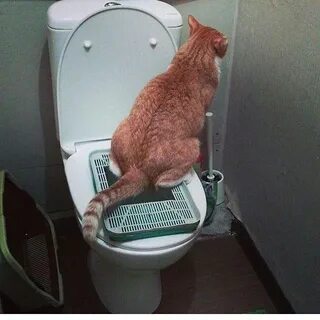 Какать главное в лоток песня кота