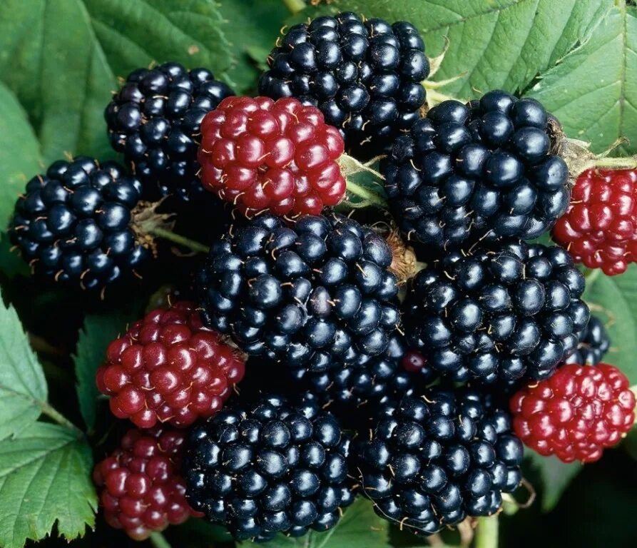 Ежевика бжезина. Ежевика торнфри. Ежевика крымская. Ожина. Ежевика бесшипная сорта.