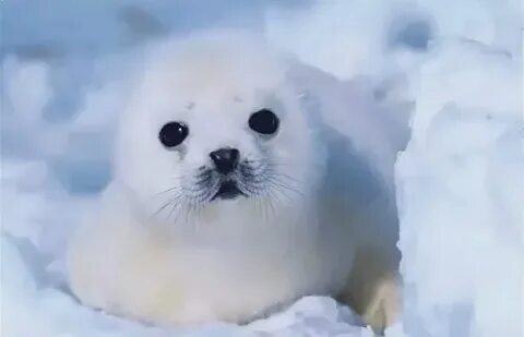 Новизна изменчивый тюленевый