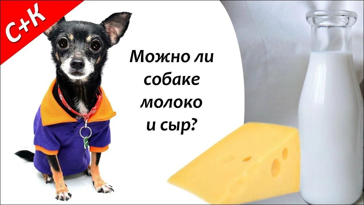 Можно кормить щенка молоком